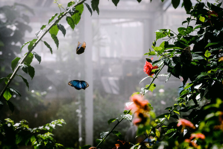 Butterfly Habitat in Butterfly Biosphere Conservatory