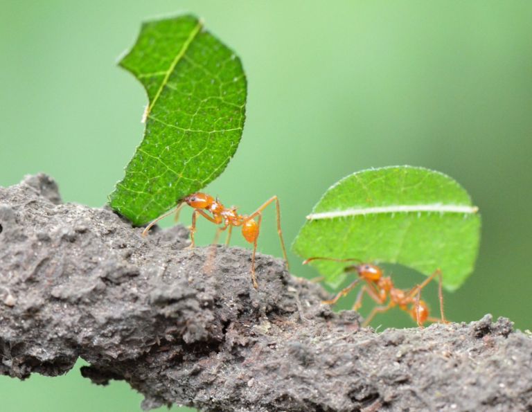 All life has an impact on our ecosystem, no matter how small. (Leafcutter Ants in the Butterfly Biosphere)