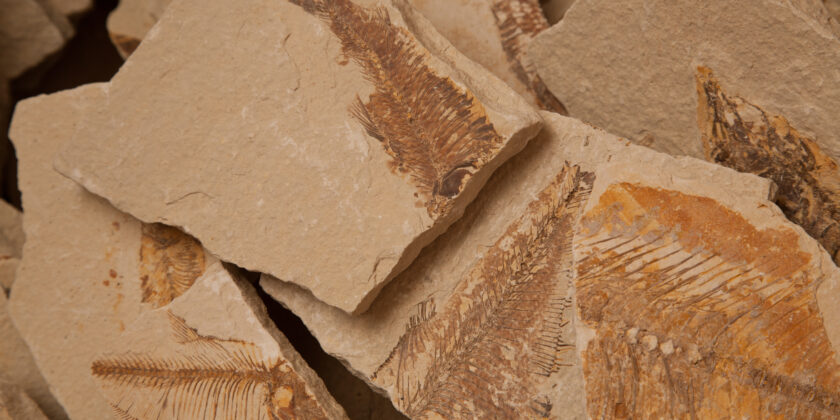 Utah is full of ancient marine life that lived here when the state was a sea.